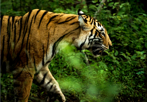 Rajasthan Wildlife Safari Tour